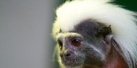 image: Harvard Primate Director Resigns