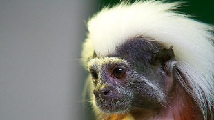 Harvard Primate Director Resigns image: Harvard Primate Director Resigns