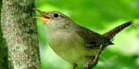 image: More Maternal Effort Means More Robust Offspring