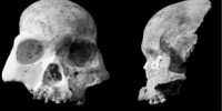 image: New Human Species?