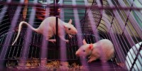 image: Lab Animal Transport Ends