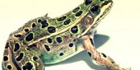 image: New Frog Species in NYC?