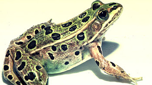 New Frog Species in NYC? image: New Frog Species in NYC?