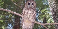image: Opinion: Saving an Owl from Politics