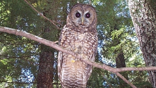 Opinion: Saving an Owl from Politics image: Opinion: Saving an Owl from Politics
