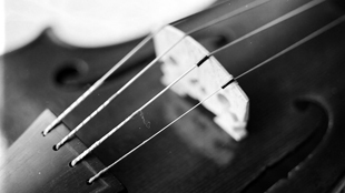 The Sweet Sounds of Spider Silk image: The Sweet Sounds of Spider Silk