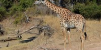 image: Spotting a Giraffe's Age