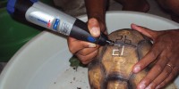A plougshare tortoise being marked to discourage would-be captorsDurrell Wildlife Conservation Trust