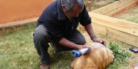 Ernest Bekarani, manager of Durrell’s ploughshare captive breeding centre at Ampijoroa is marking a ploughshare tortoise  to discourage would-be captorsDurrell Wildlife Conservation Trust