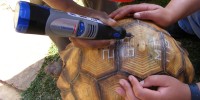 A plougshare tortoise being markedDurrell Wildlife Conservation Trust