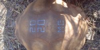 Plougshare tortoise with markings Durrell Wildlife Conservation Trust