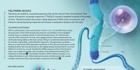 image: Telomere Basics
