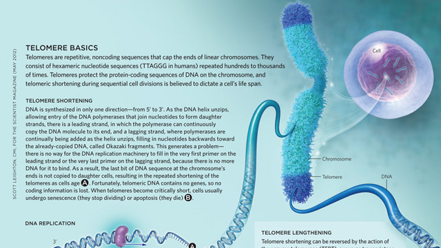 Telomere Basics image: Telomere Basics