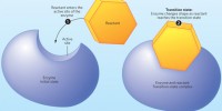 image: Designing Transition-State Inhibitors