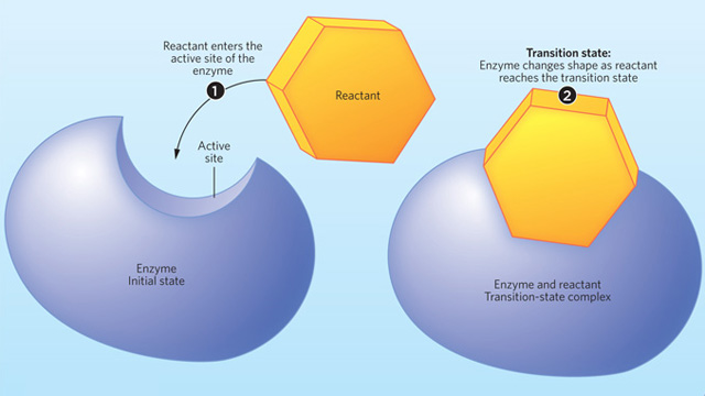 Designing Transition-State Inhibitors image: Designing Transition-State Inhibitors