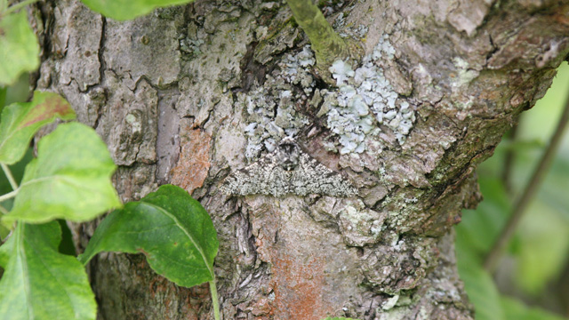 The peppered moth is so good at blending in with the background that researchers knew little about its behavior in the wild for decades. Can you spot the light-colored typica moth against the lichen filled tree bark?Michael Majerus
