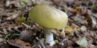 image: Poisonous Shrooms Battle Cancer