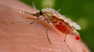 Malaria Drug Resistance Spreading image: Malaria Drug Resistance Spreading