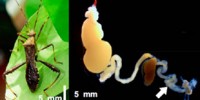 image: Bacterial Insecticide Resistance