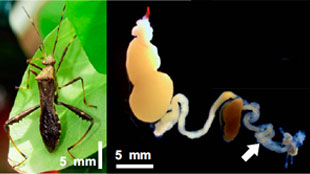 Bacterial Insecticide Resistance image: Bacterial Insecticide Resistance