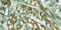 image: Bird Flu Mutations Revealed
