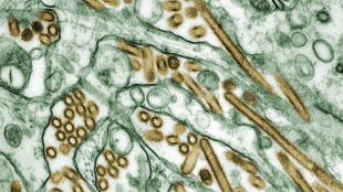Flu Review Criticized image: Flu Review Criticized