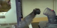 image: Brain Controls Paralyzed Muscles 