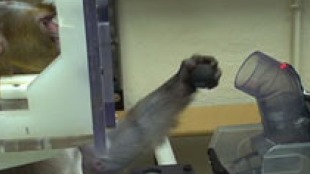 Brain Controls Paralyzed Muscles image: Brain Controls Paralyzed Muscles
