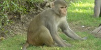 image: Social Rank Affects Monkey Immunity