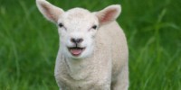 image: Building a Better Sheep