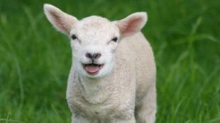 Building a Better Sheep image: Building a Better Sheep