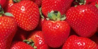 image: Conventional Yields Trump Organic