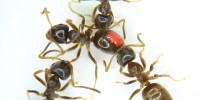 image: Ants Share Pathogens for Immunity