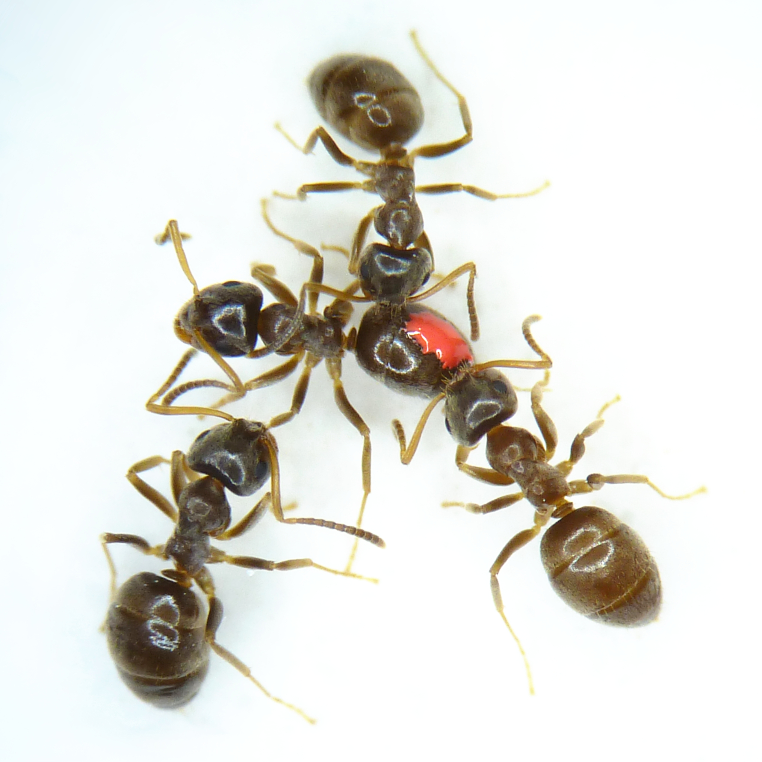 Ants Share Pathogens for Immunity image: Ants Share Pathogens for Immunity