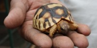 image: Rare Reptiles Breed in Wild