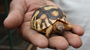 Rare Reptiles Breed in Wild image: Rare Reptiles Breed in Wild