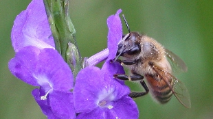 Colony Collapse from Pesticides? image: Colony Collapse from Pesticides?