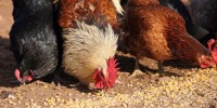 image: Banned Antibiotics Found in Poultry
