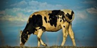image: Mad Cow in California