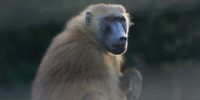 image: Monkeys “Read” Writing