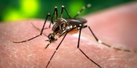 image: Fungus Thwarts Dengue