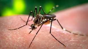 Fungus Thwarts Dengue image: Fungus Thwarts Dengue