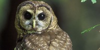 image: Opinion: Politics Doesn’t Threaten Owl