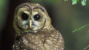 Opinion: Politics Doesn’t Threaten Owl image: Opinion: Politics Doesn’t Threaten Owl