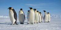 image: Spotted: Emperor Penguins