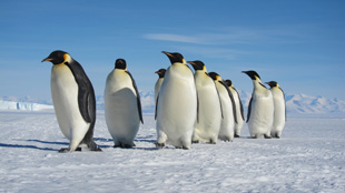 Spotted: Emperor Penguins image: Spotted: Emperor Penguins