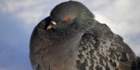 image: Pigeon GPS Identified