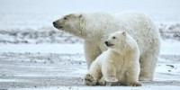 image: Polar Bear More Ancient Than Realized