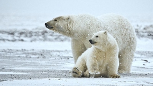 Polar Bear More Ancient Than Realized image: Polar Bear More Ancient Than Realized
