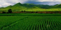 image: Plant RNA Paper Questioned